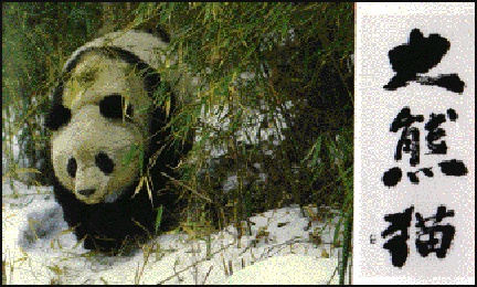 20080318-panda ailumela2072.gif